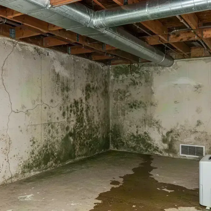 Professional Mold Removal in Farmington, IL